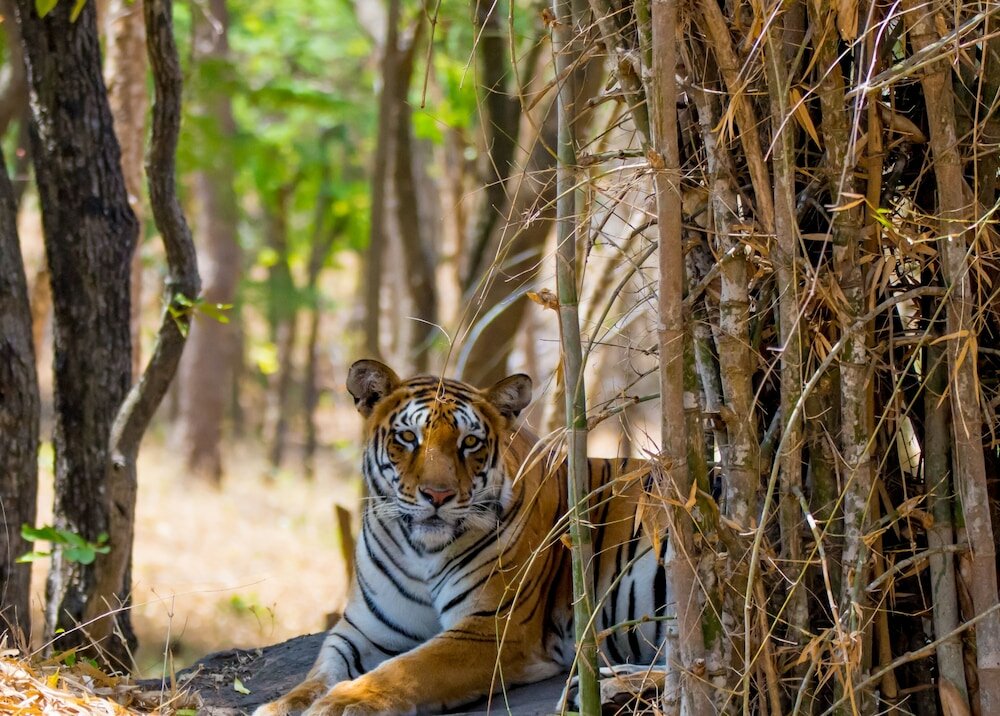 Фото Fairfield by Marriott Bengaluru Rajajinagar