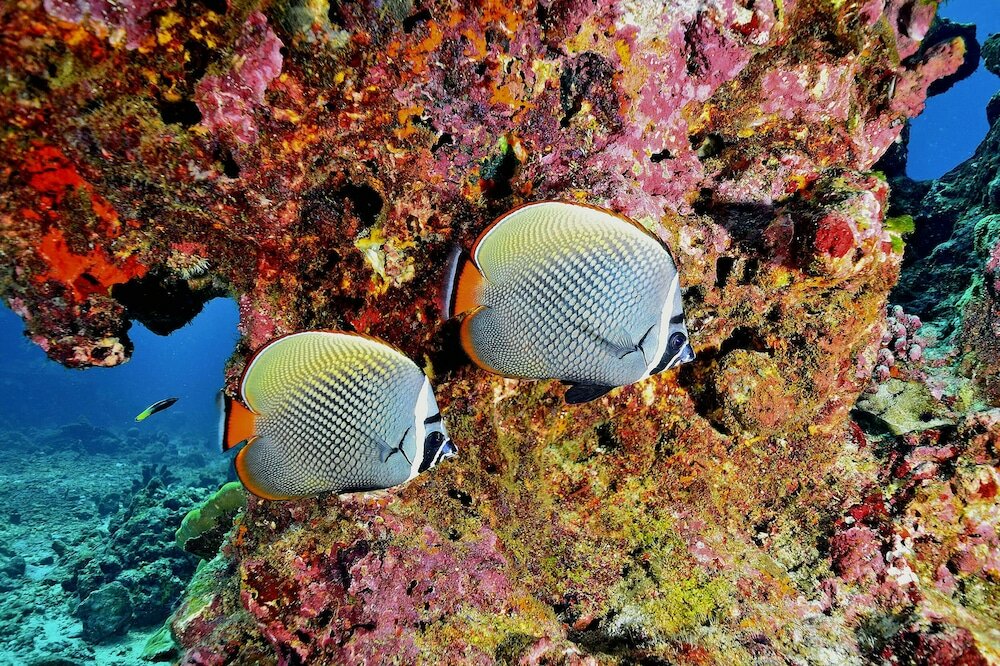 Фото Phoenix Grand Patong