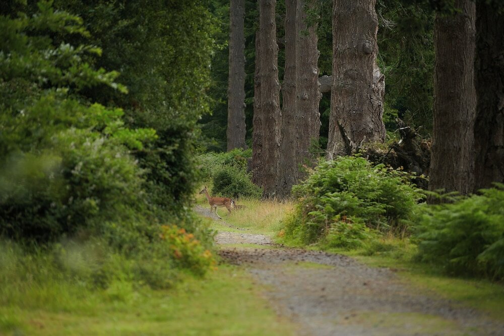 Фото Rhinefield House Hotel