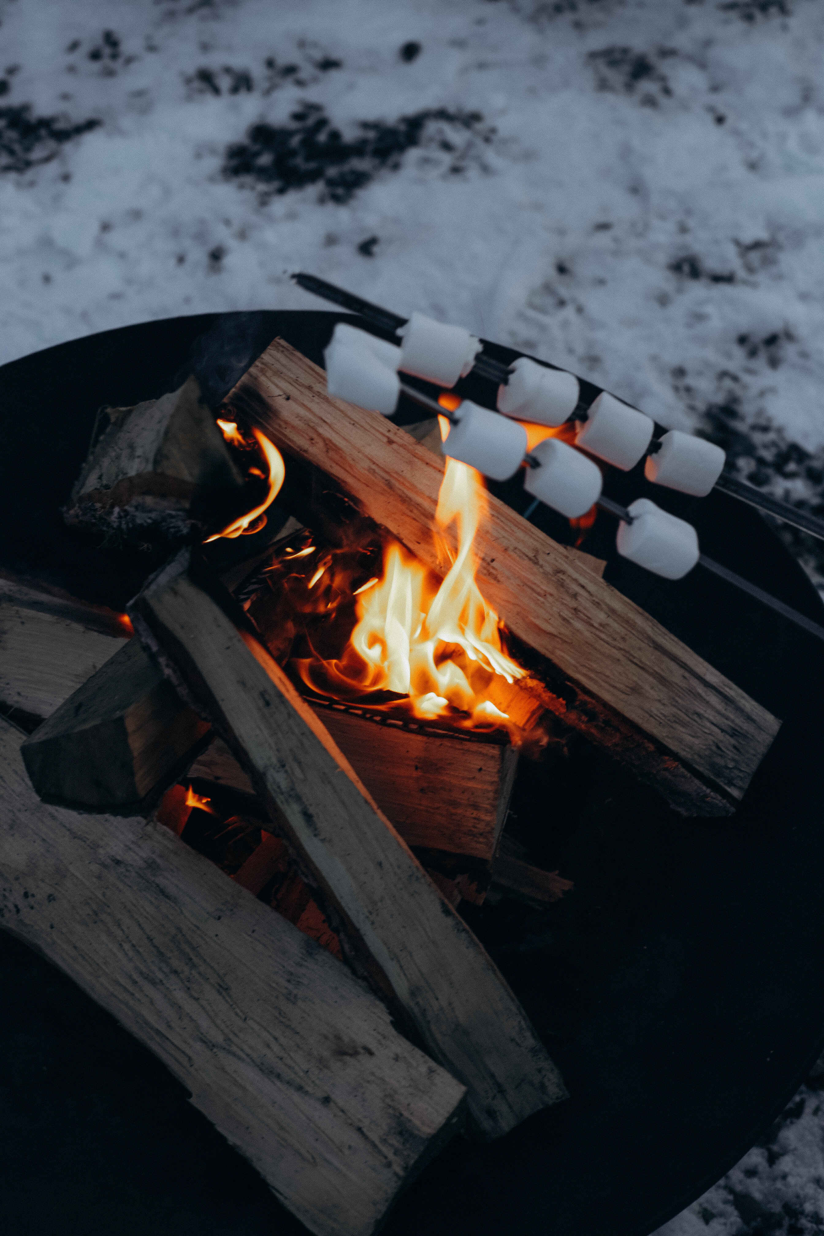 Фото Альпака