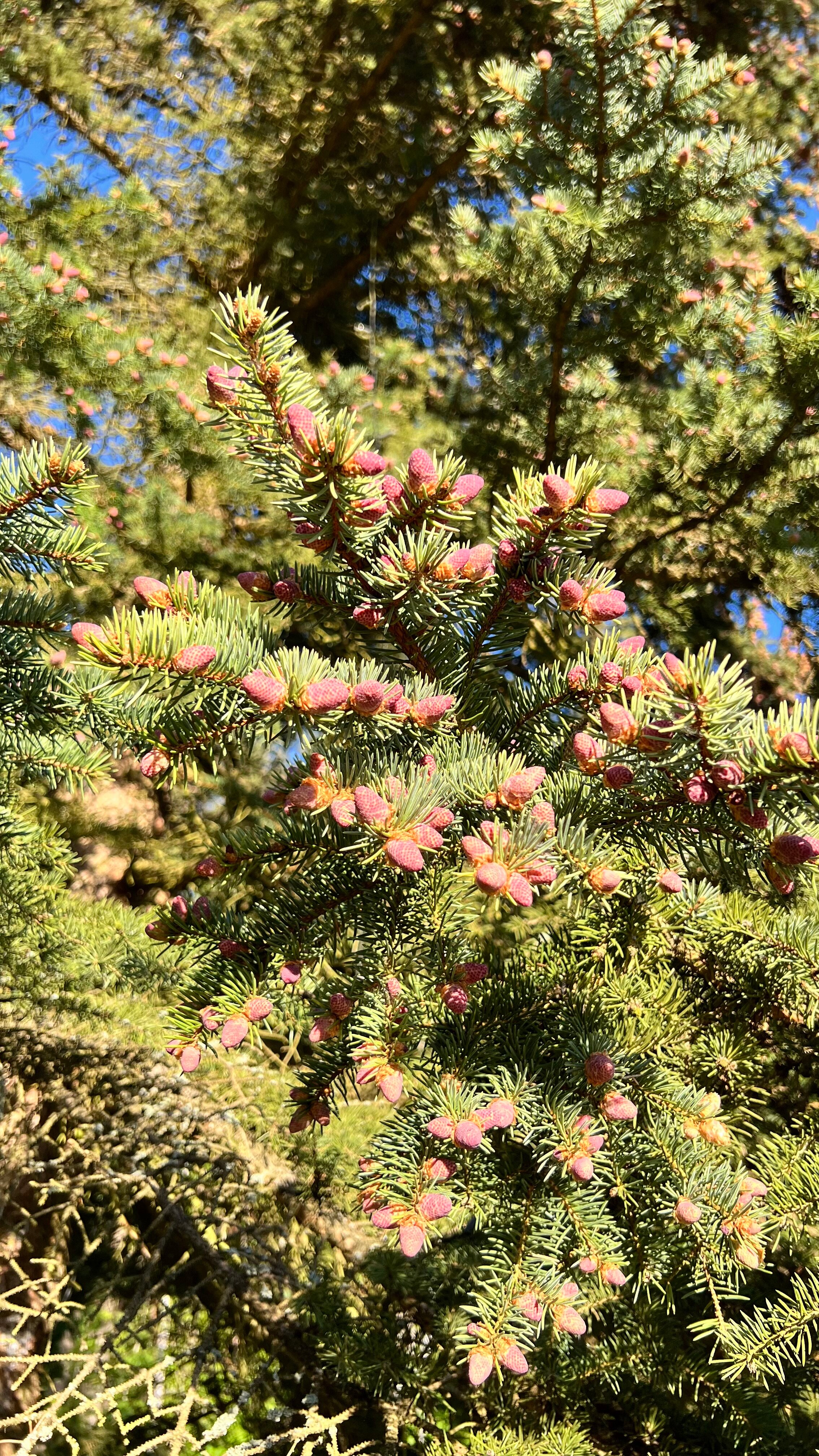 Фото Журавушка