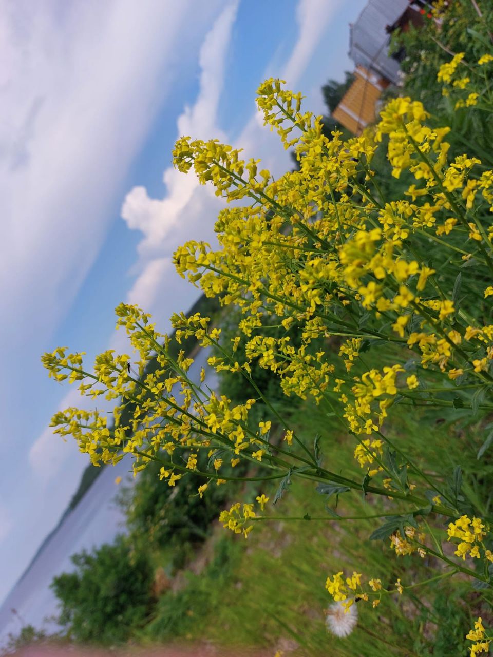 Фото Таволга