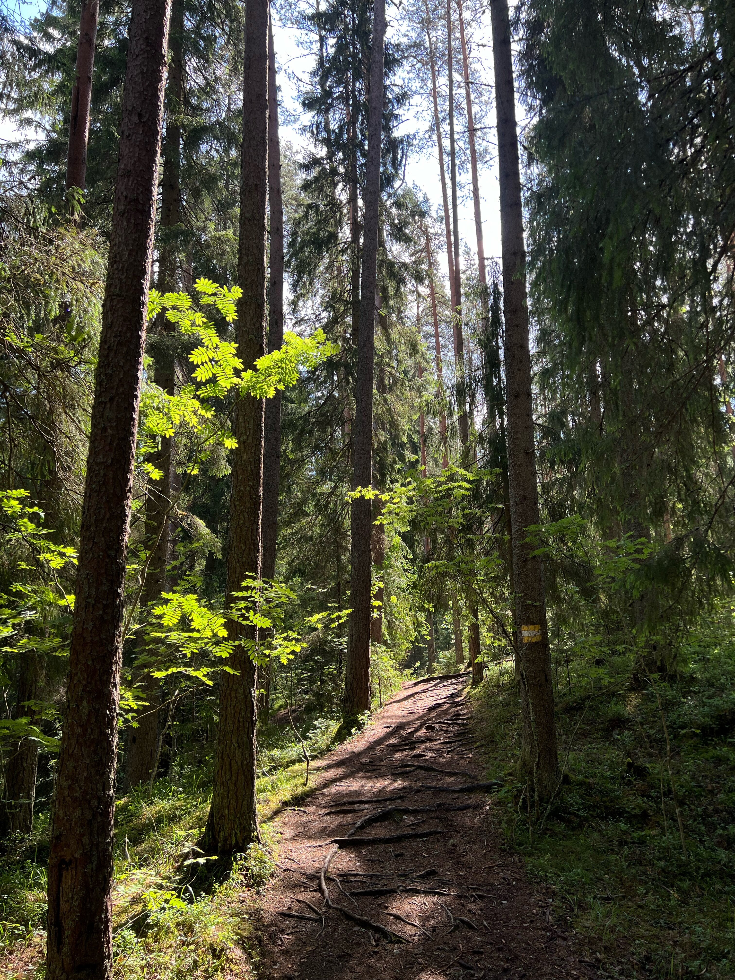 Фото Коттеджный комплекс Сосны