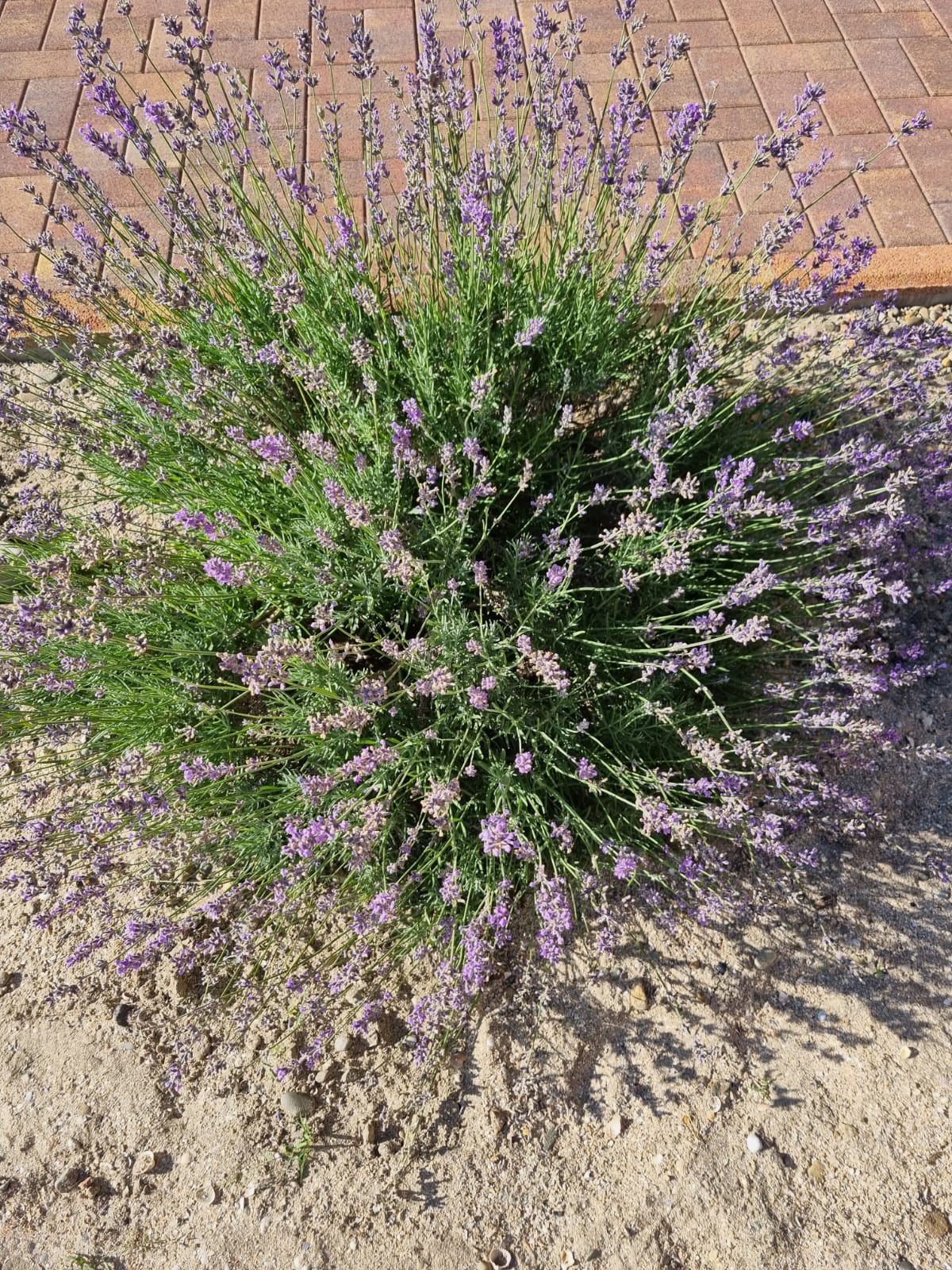 Фото Прованс