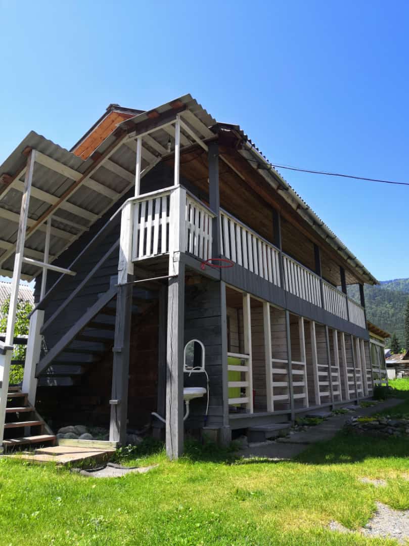 Фото Ель и кедр