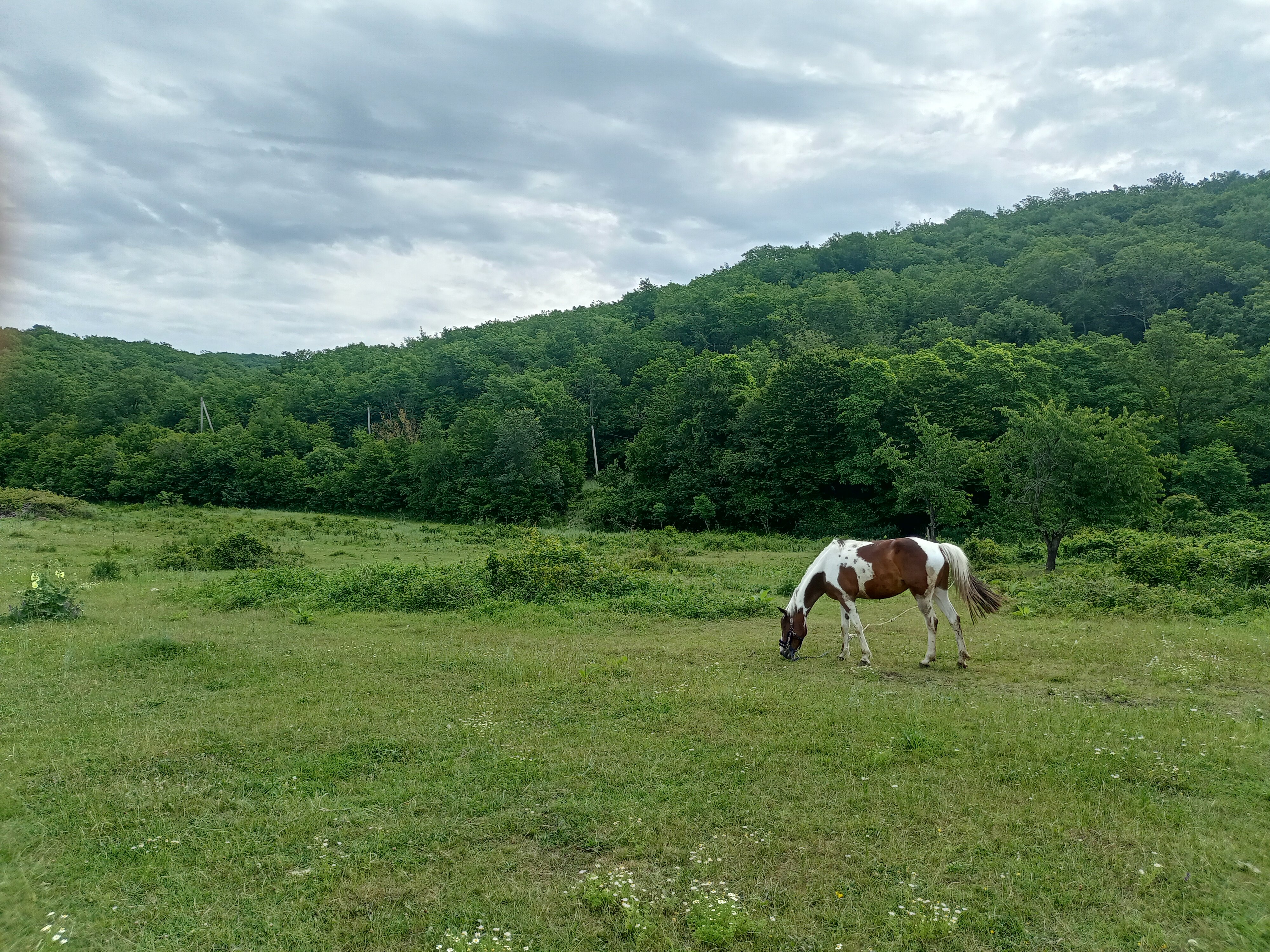 Фото Forest Club