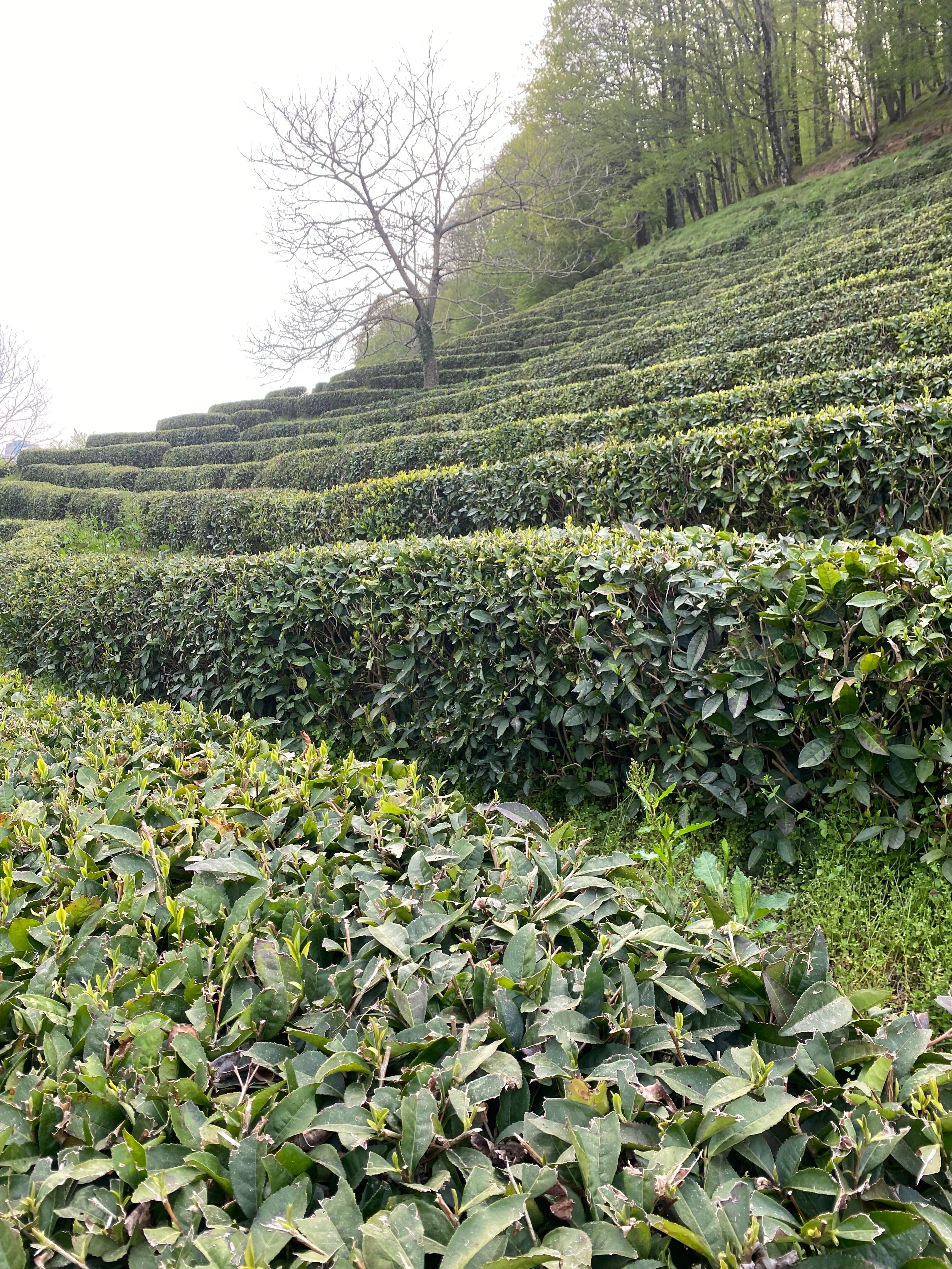 Фото Апартаменты с бассейном