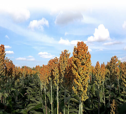 Tourist information centre Agripac, Santa Cruz de la Sierra, photo