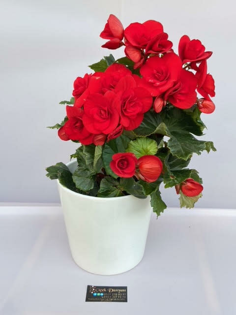 Flower shop Mutlu Cicekcilik, Akcakoca, photo