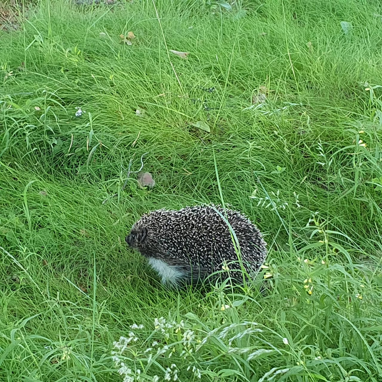 Фото Аврора