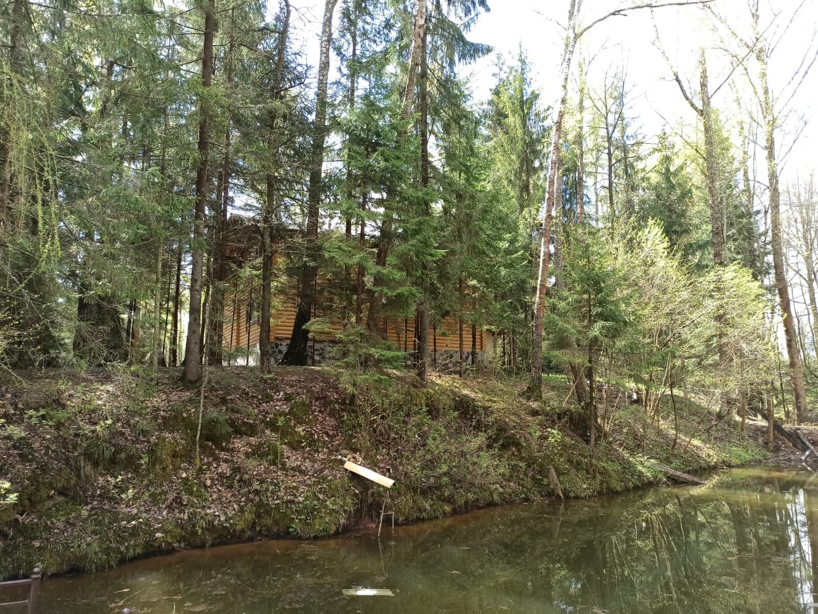 Фото Берёзовая роща