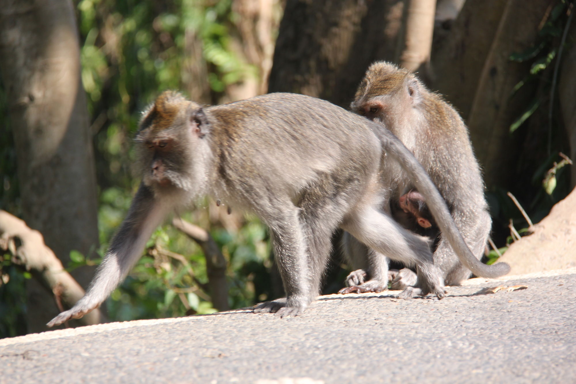 Фото Umaya Ubud Villa