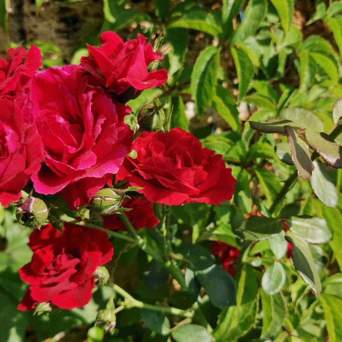 Фото Лонисера