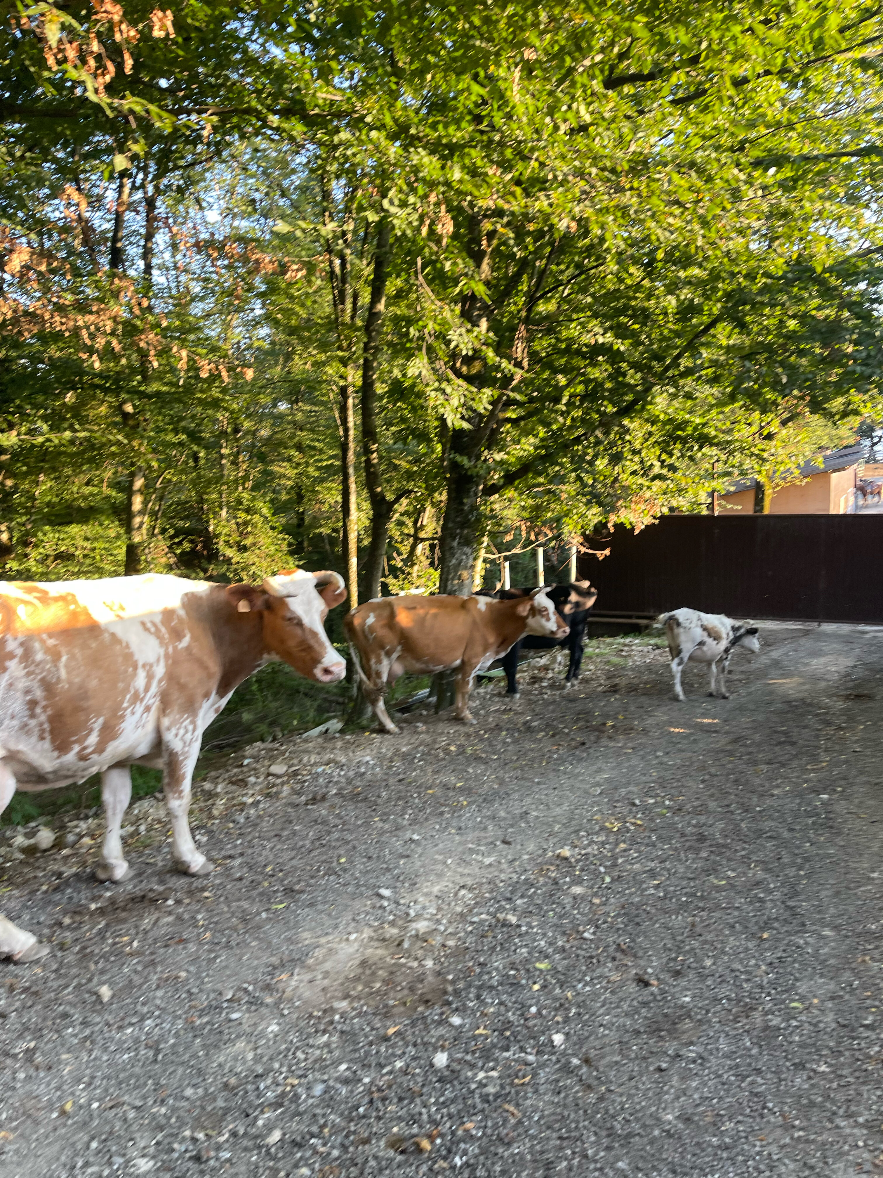 Фото Фазенда Огни Сочи