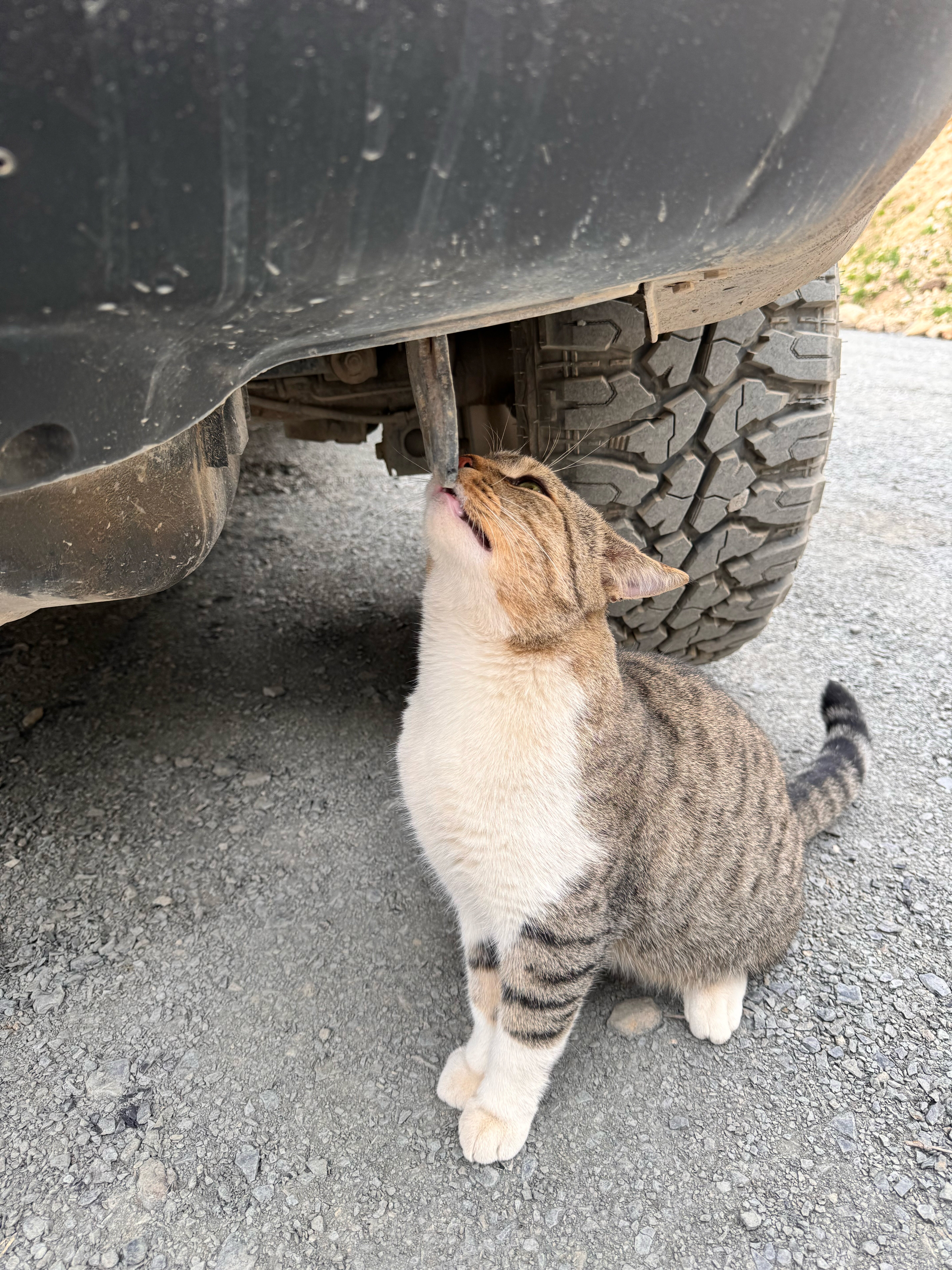 Фото Guest House 1950