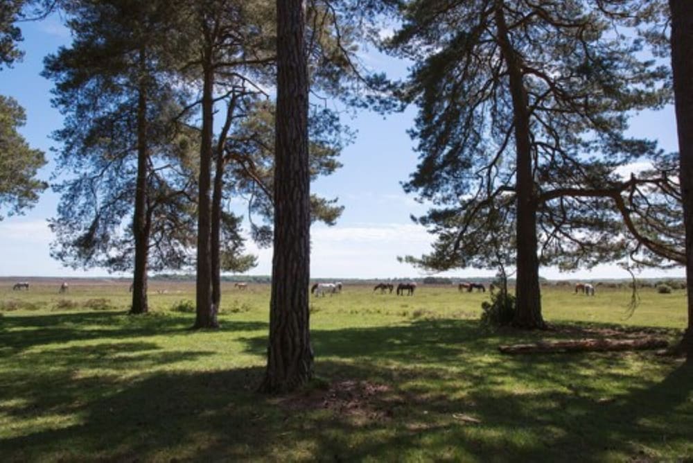 Фото Beaulieu Hotel