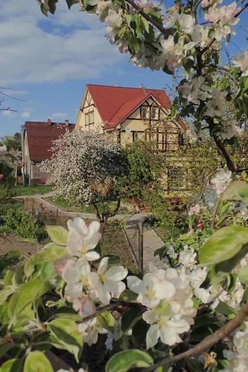 Фото Золотая Орхидея