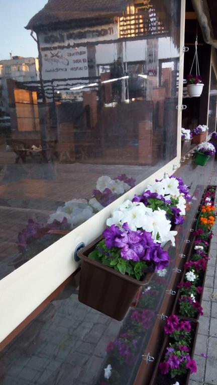 Фото Стрекоза