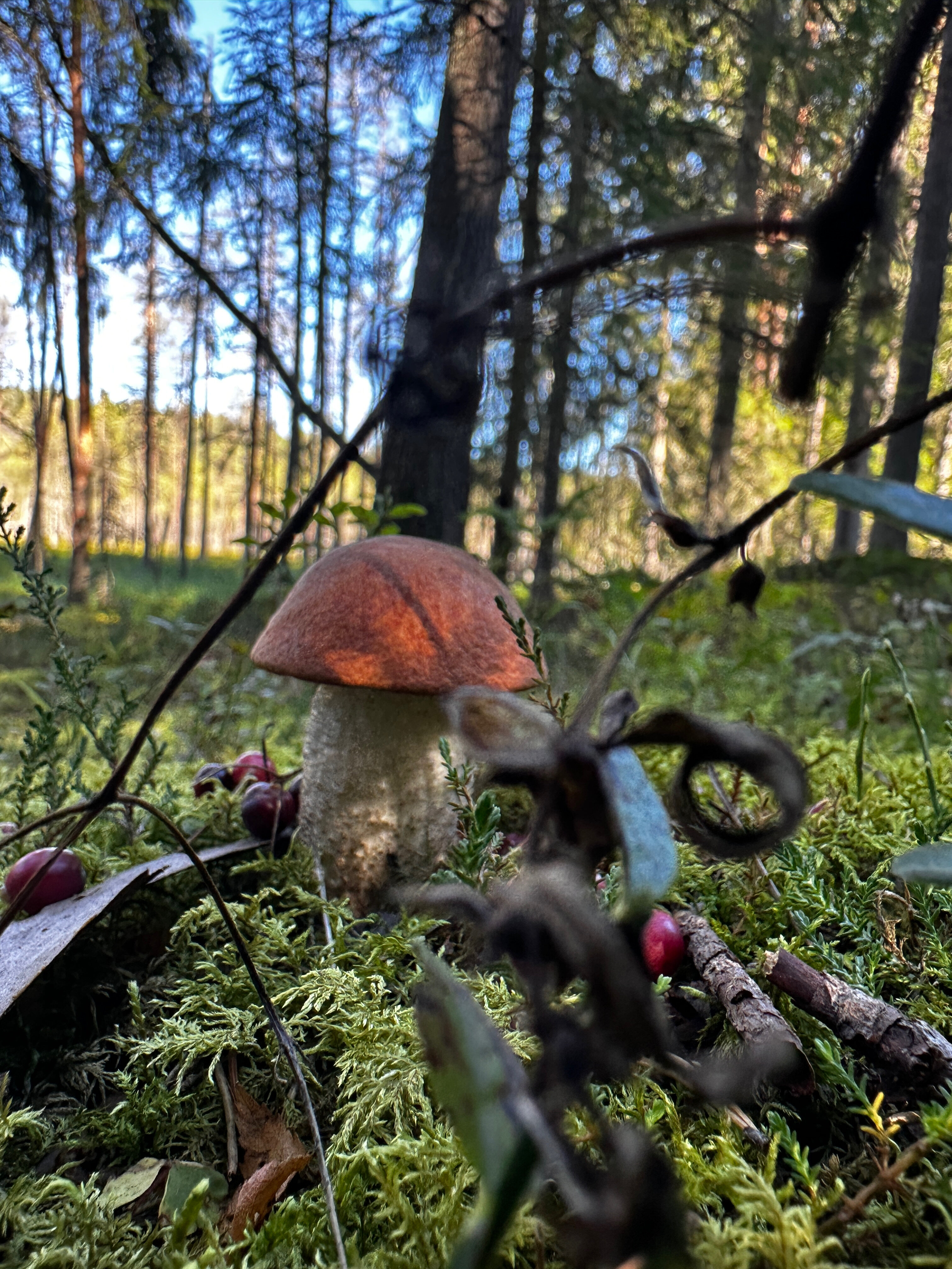 Фото Селигерия