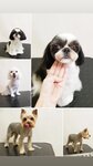 Твой грумер (Khlebozavodskaya ulitsa, 5), pet salon
