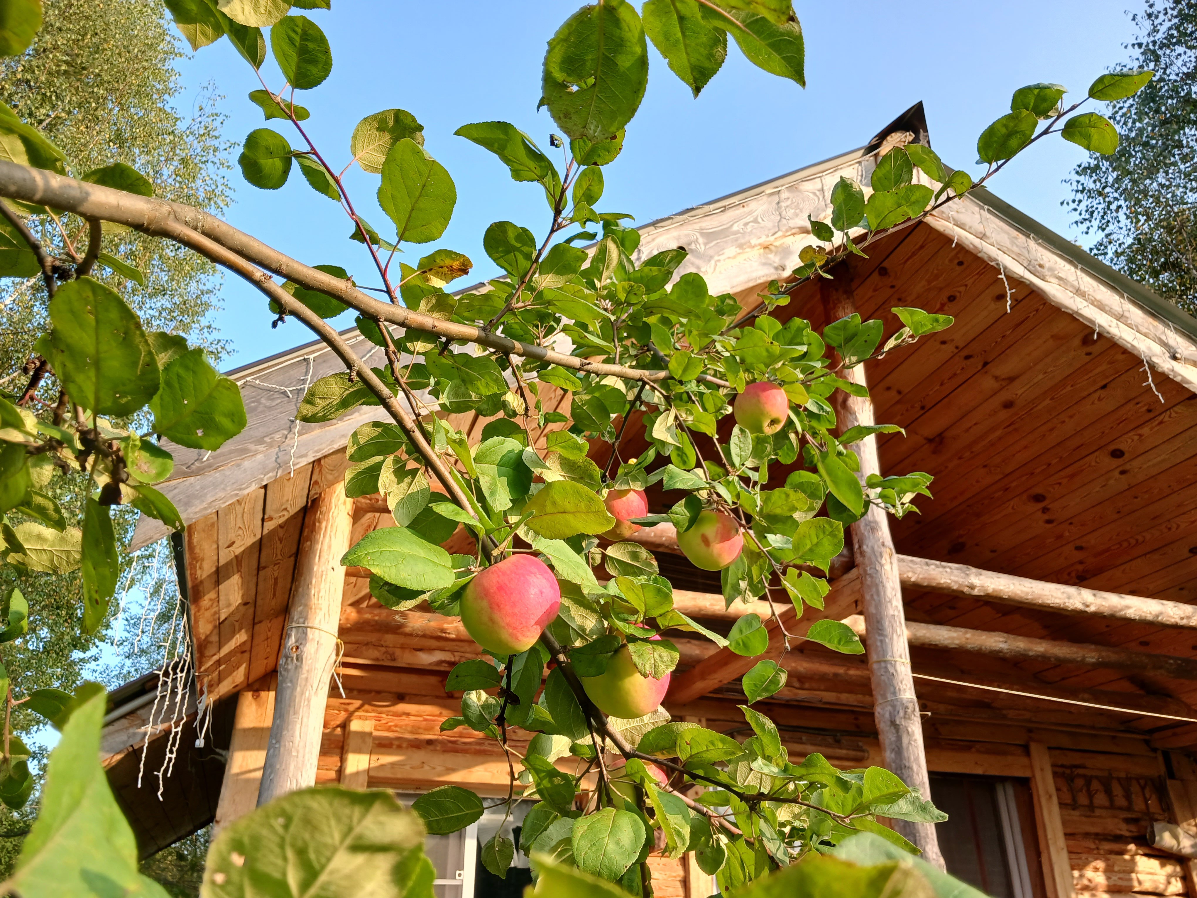 Фото Кедросад