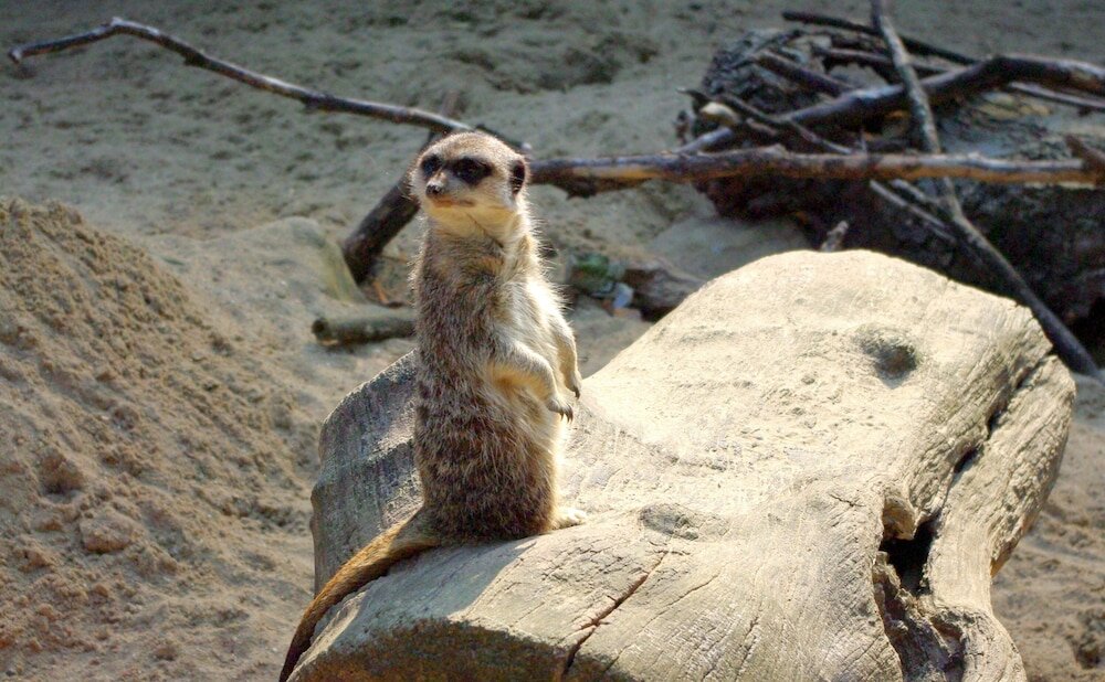 Фото ibis Styles Lille Centre Grand Place