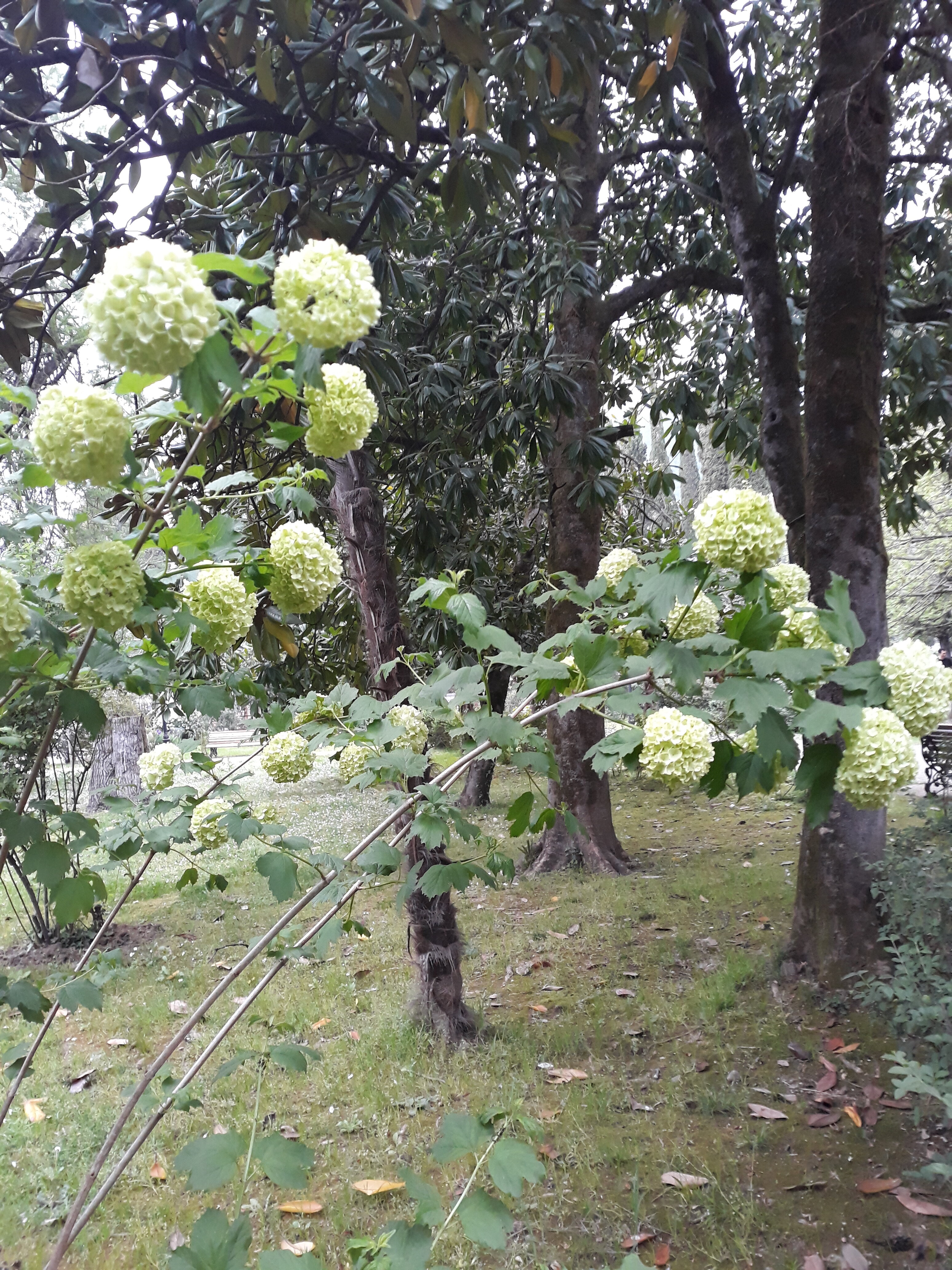 Фото Отель Грифон