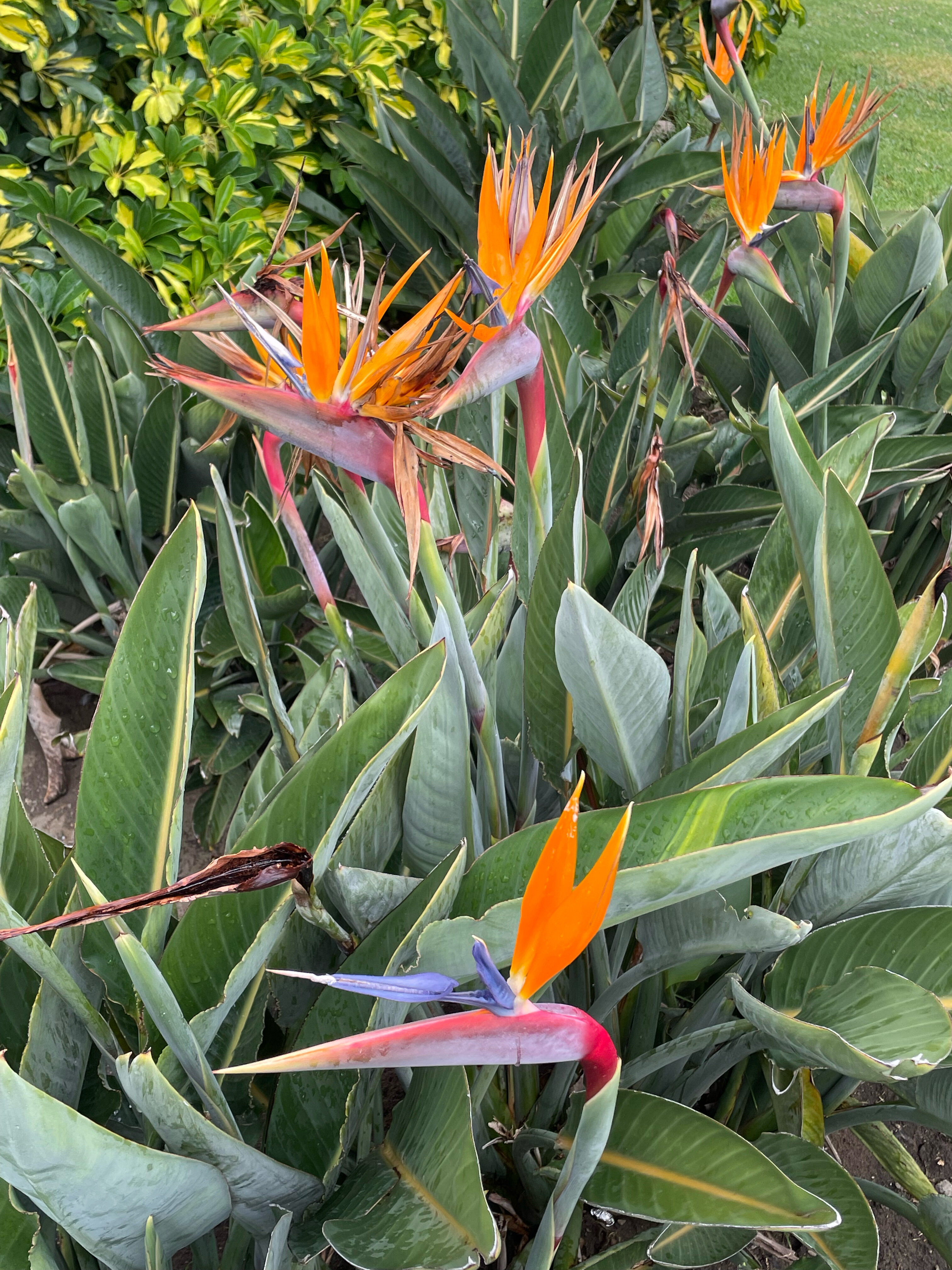 Фото Hotel Continental