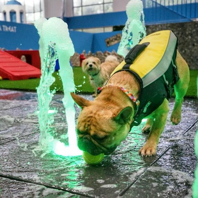 Pet hotel PetsVille, Dubai, photo