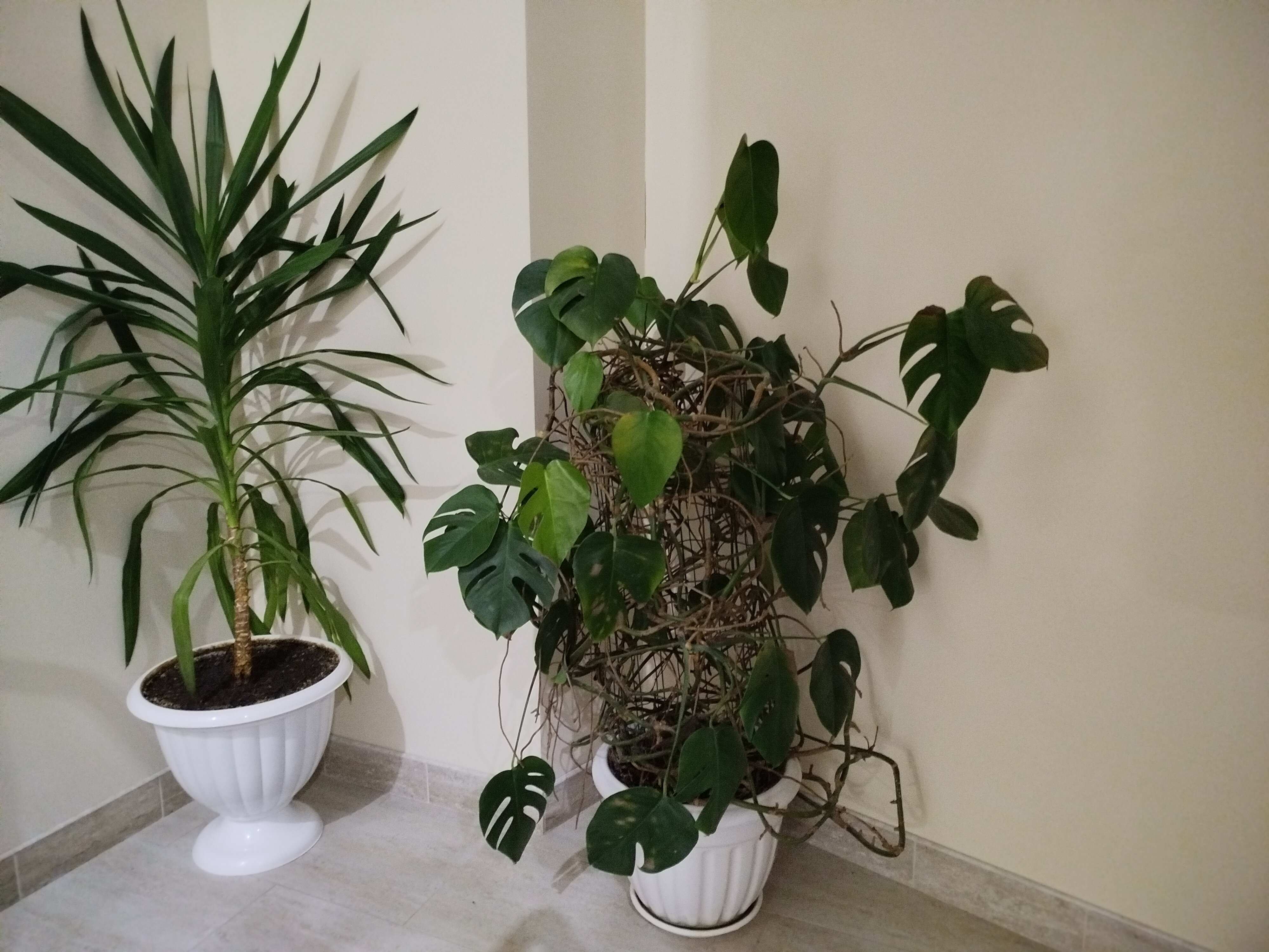 Фото Кайрос