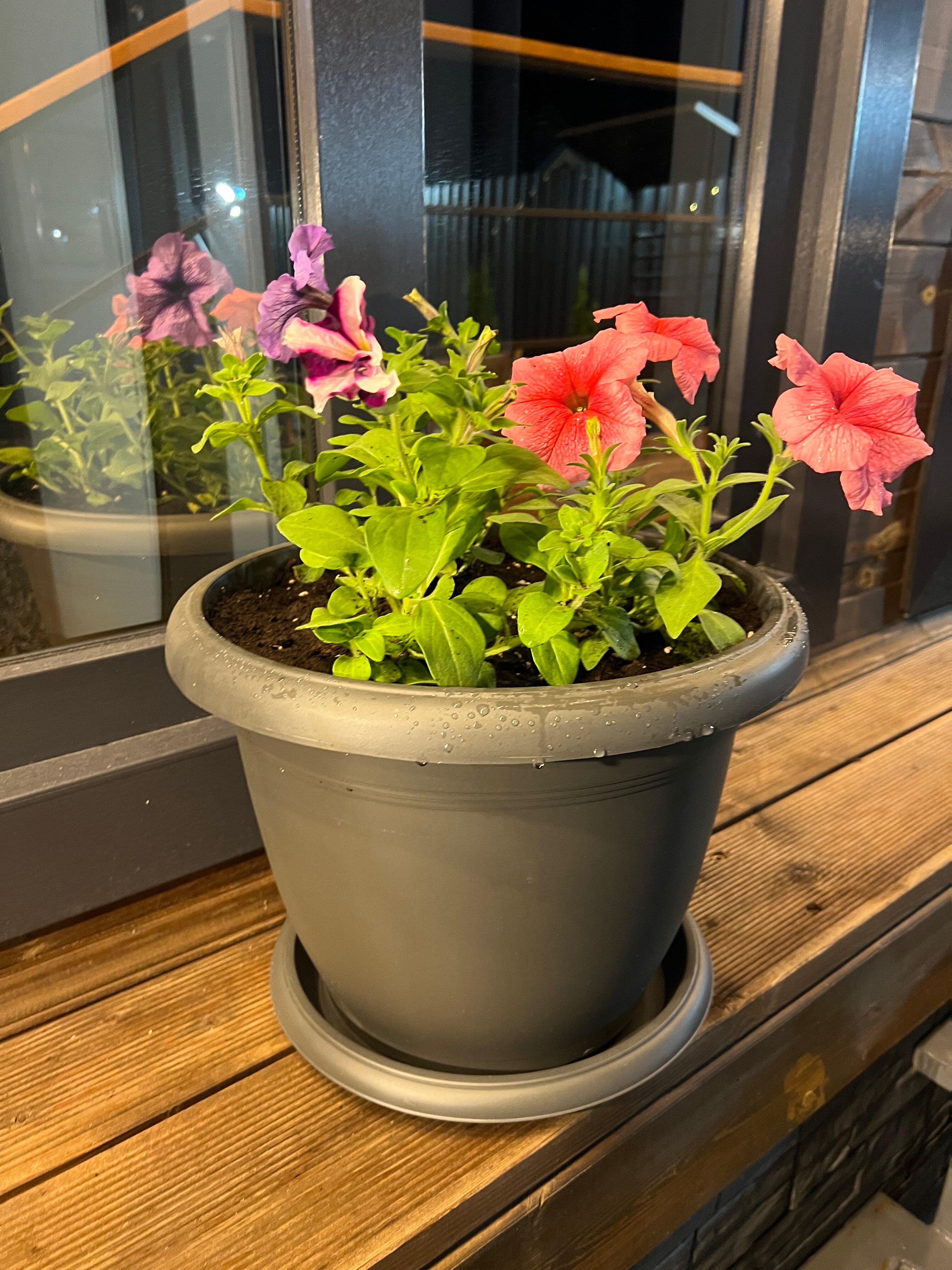 Фото КипариС