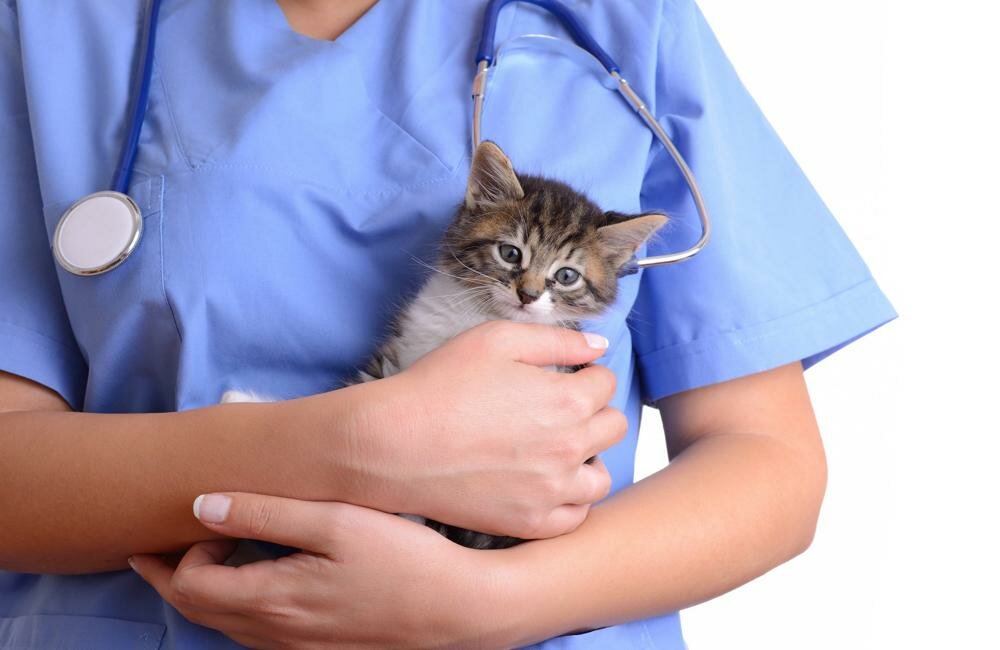 Veterinary clinic Sherstyanie druzya, Moscow, photo