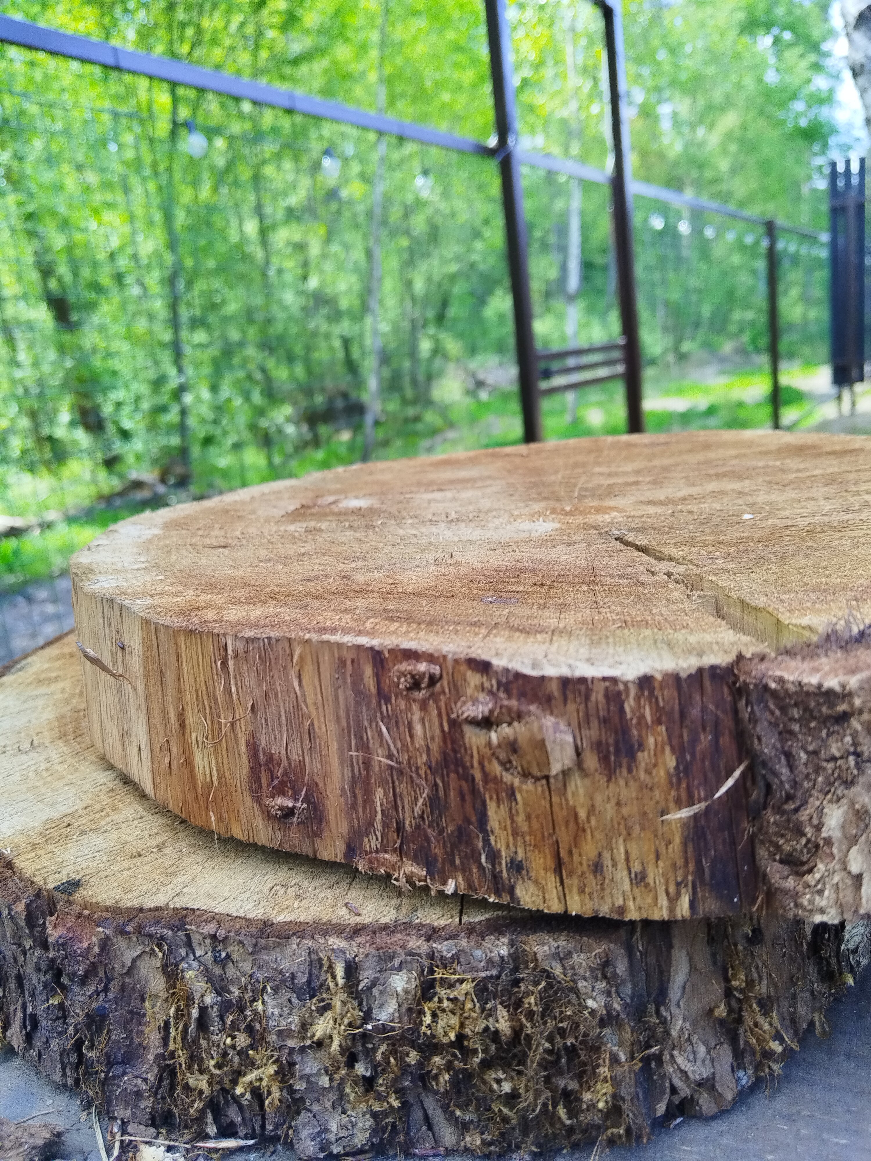 Фото А в лесу