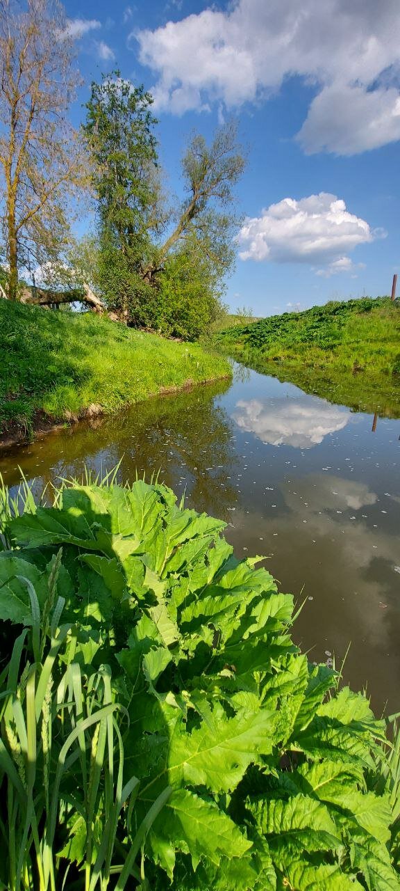 Фото Ёлки-Палки