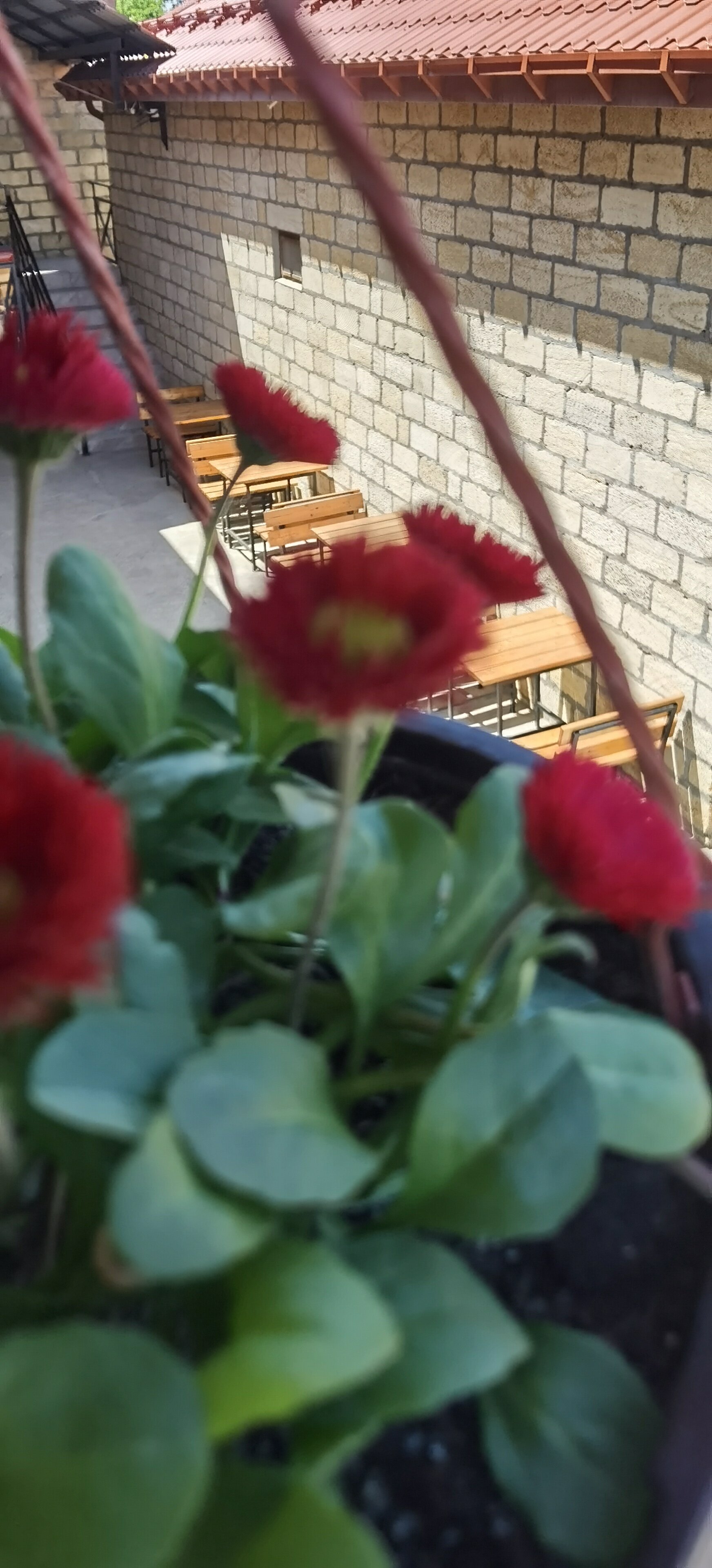 Фото Морская Звезда