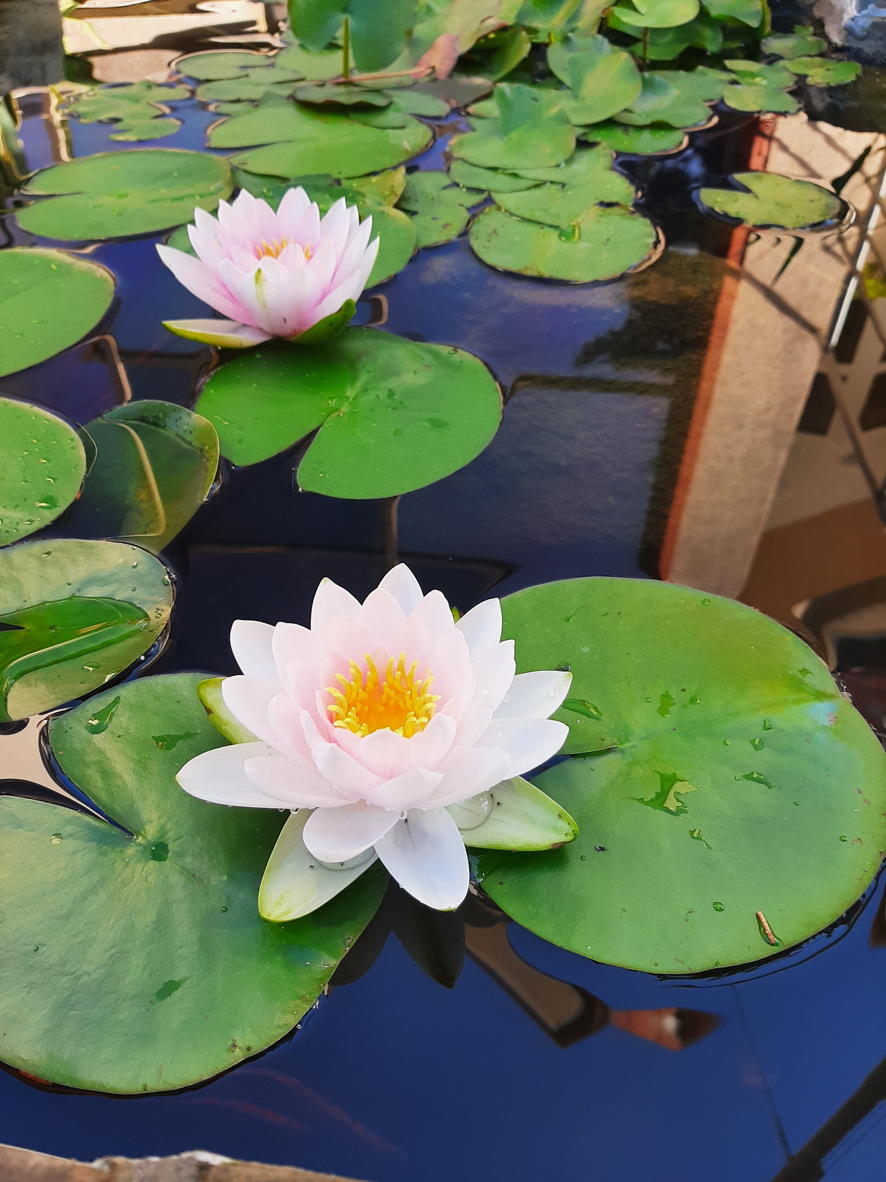 Фото Морской конек