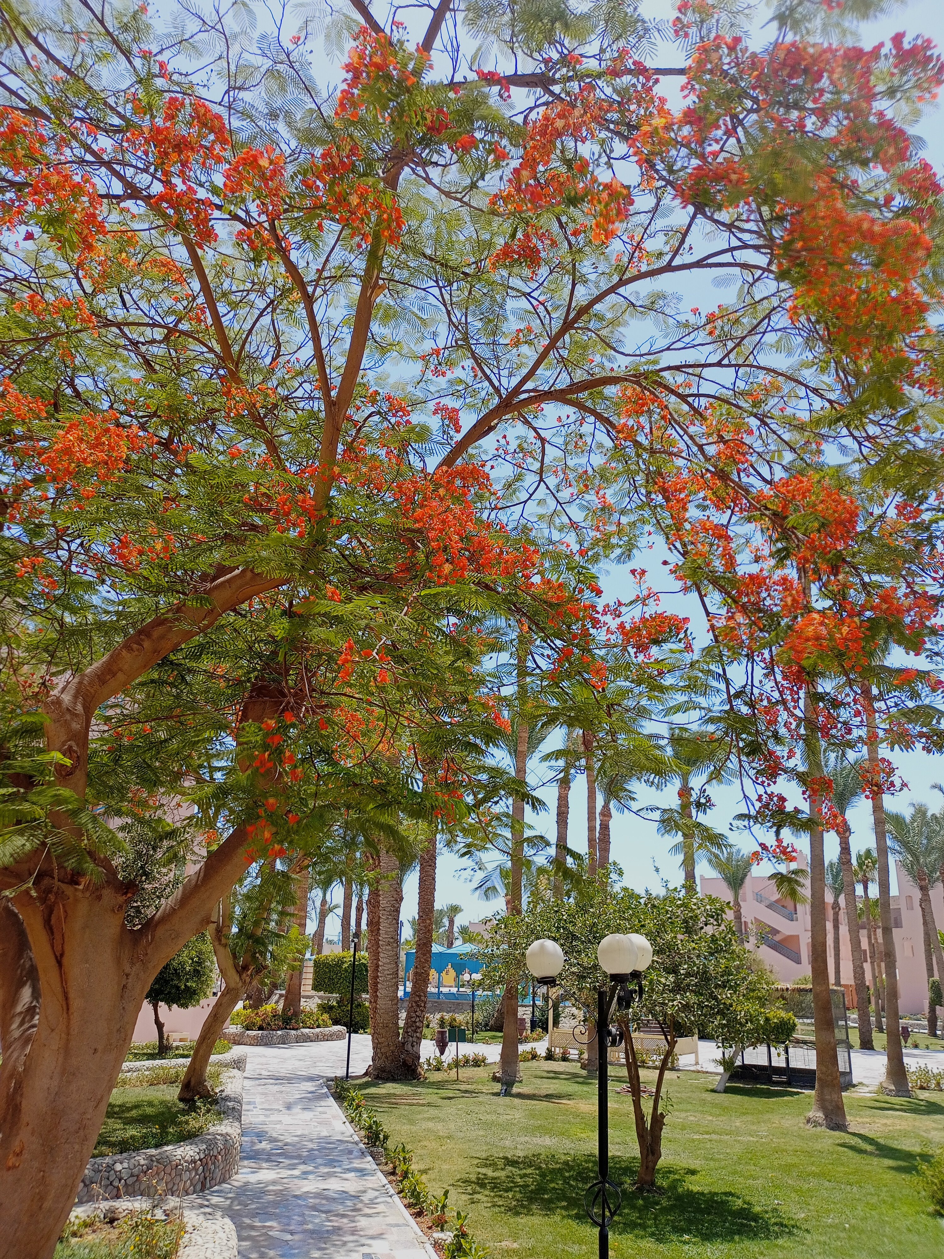 Фото Le Pacha Resort