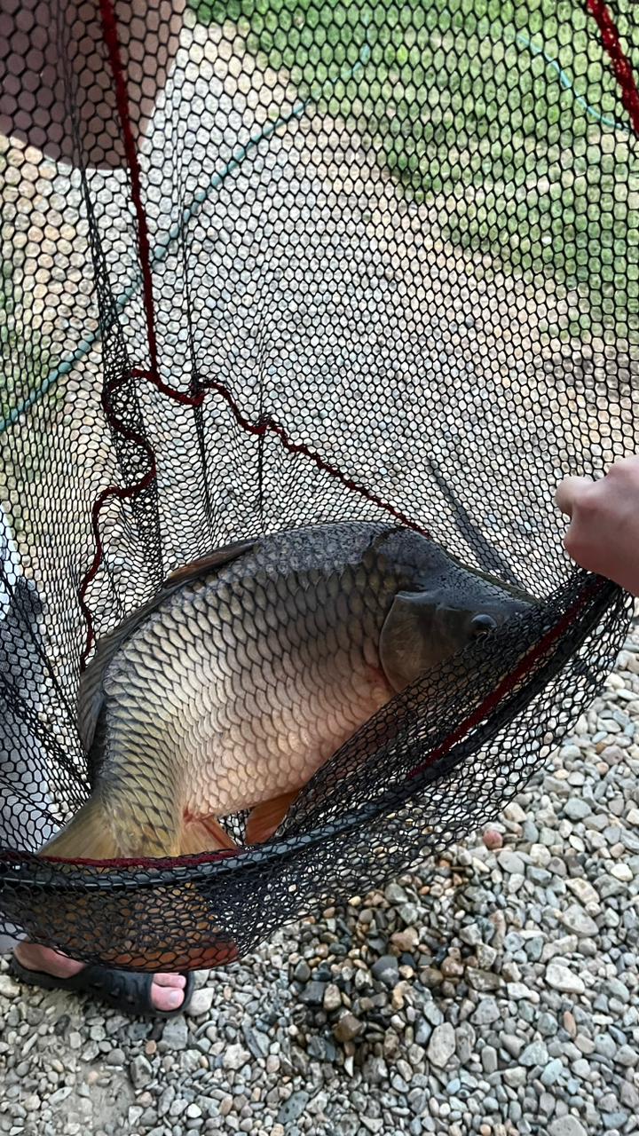 Фото Река лес