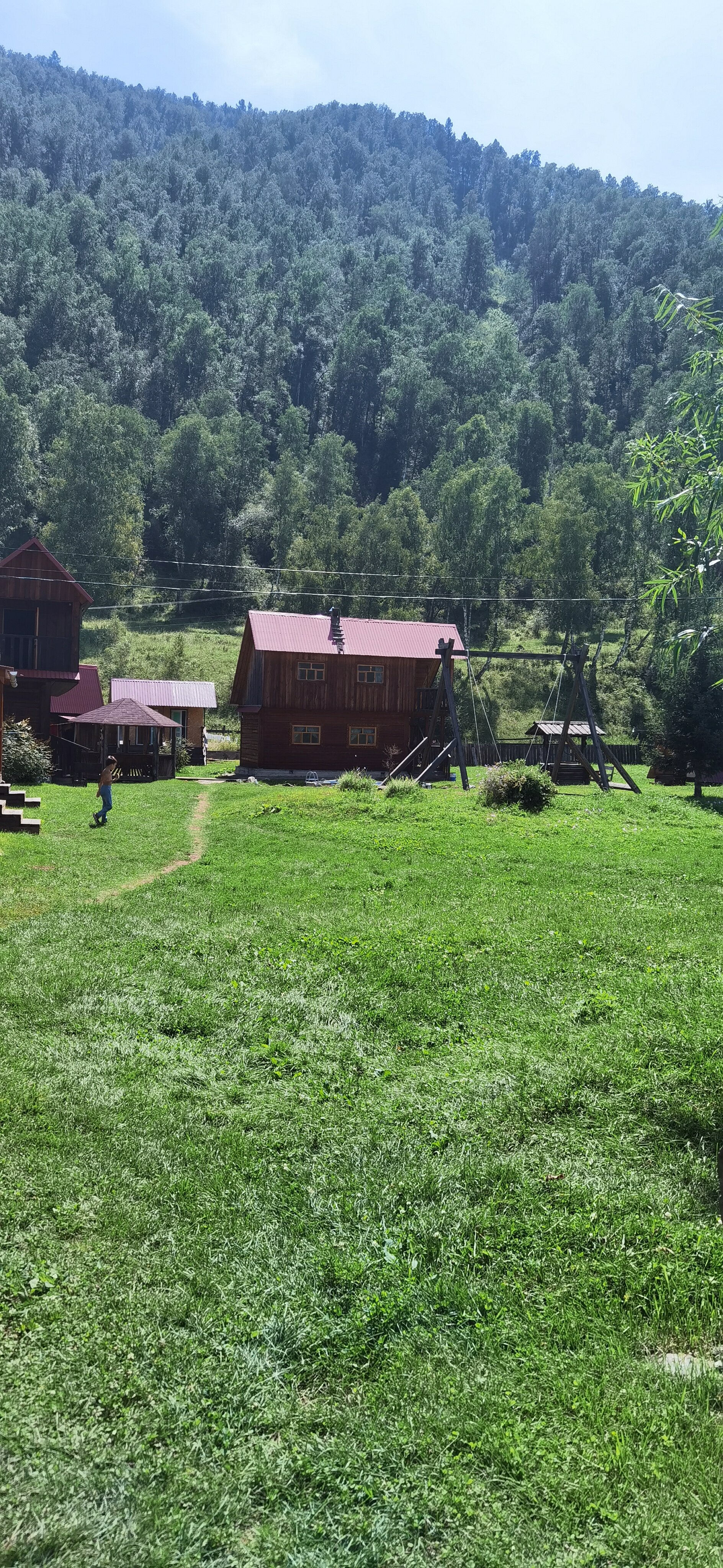 Фото Золотая пчела