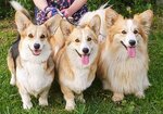 Питомник Лесные эльфы (ST Zorka, 91), animal nursery