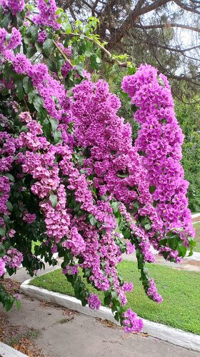 Men oynani ichkariga solib, tugatdim.