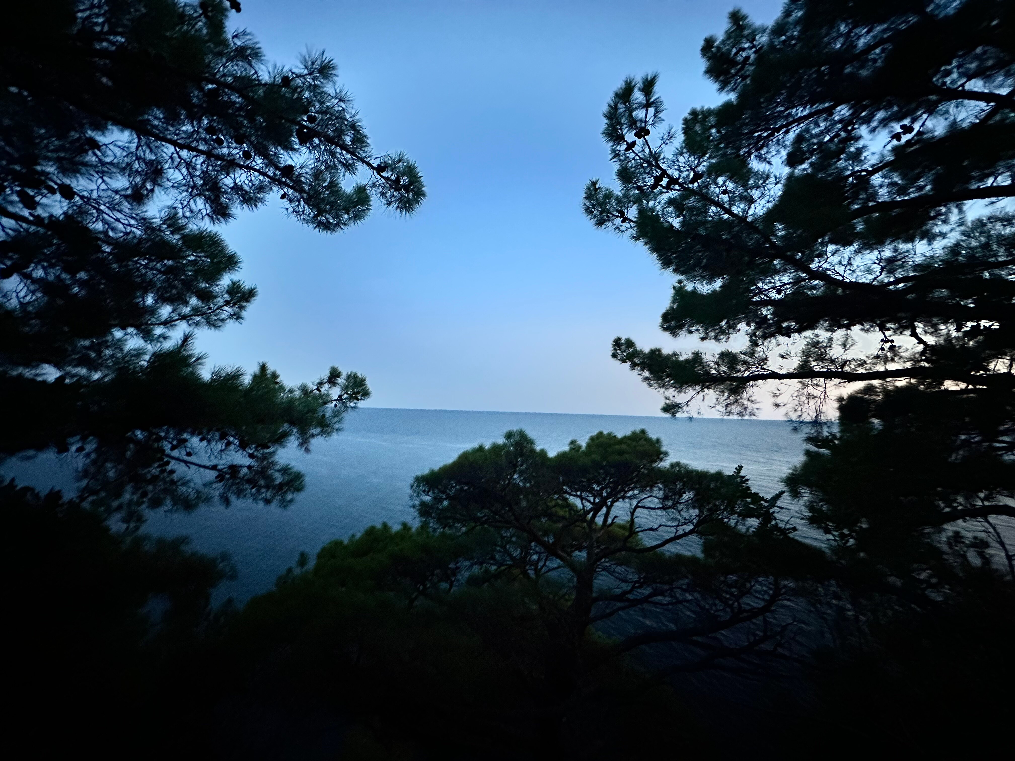 Фото Берег леса