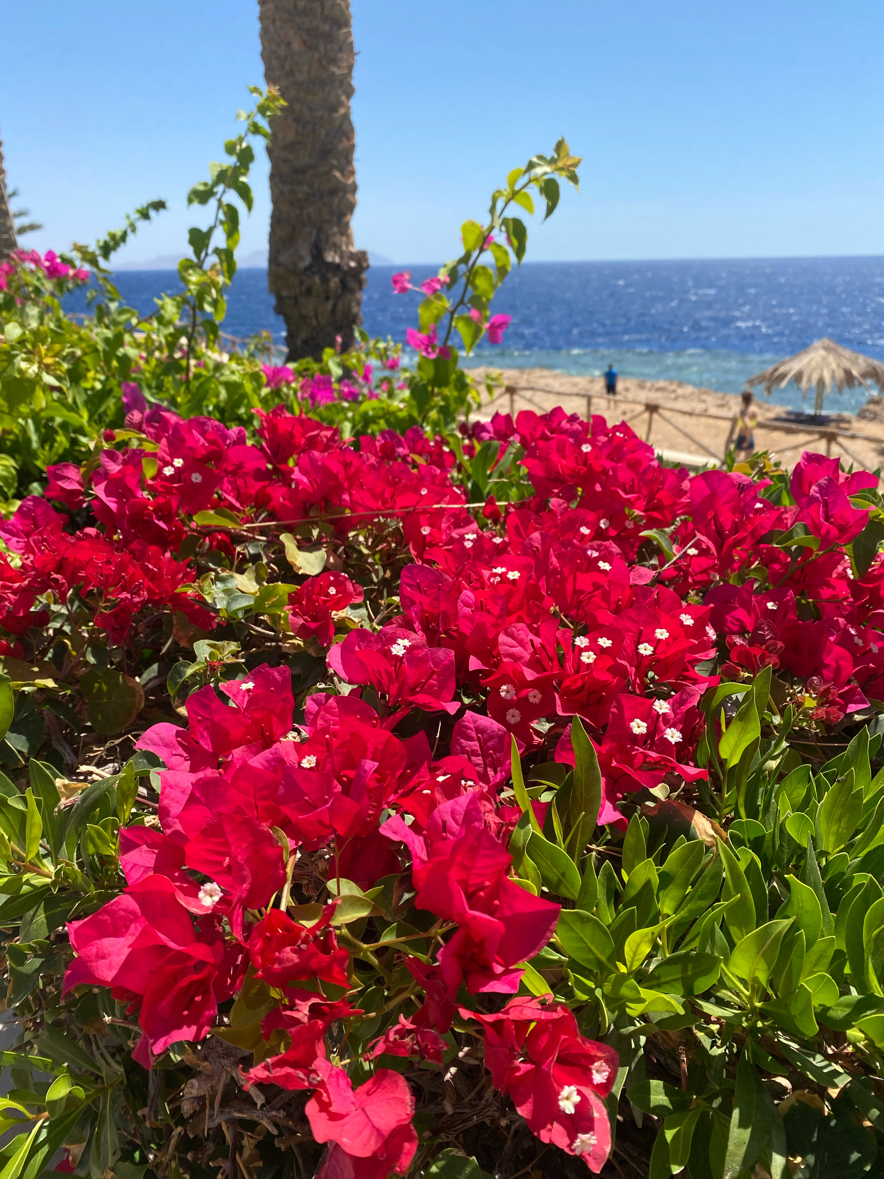 Фото Sharm Club Beach Resort