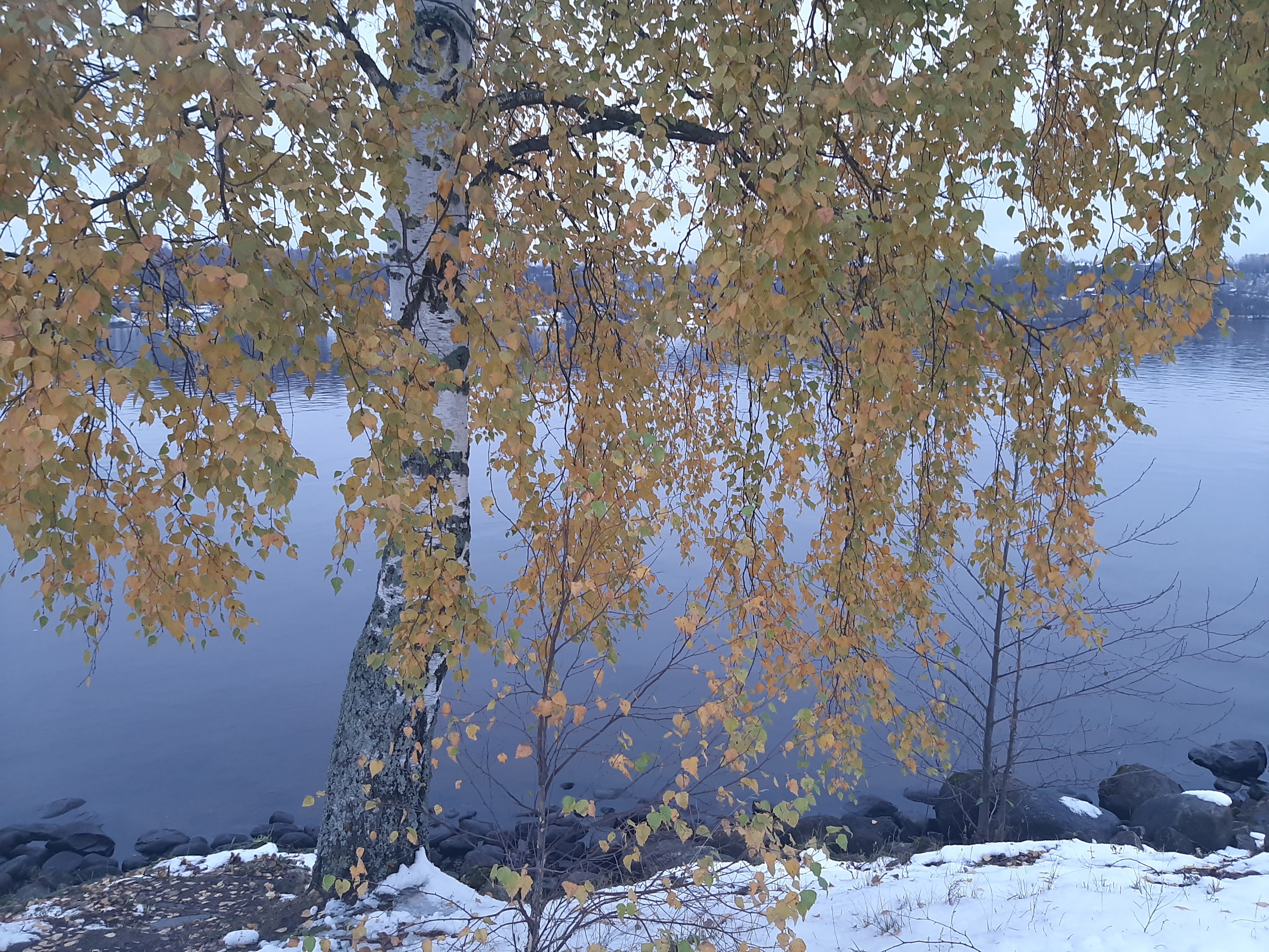 Фото Шаляпин Плес