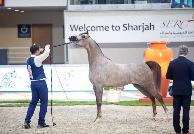 Horse riding Babel Arabian Horse Stud, Emirate of Dubai, photo