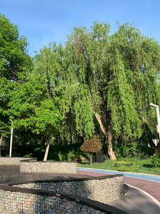 Ecopark (Tashkent, Mahtumquli Street, 80/1A), park