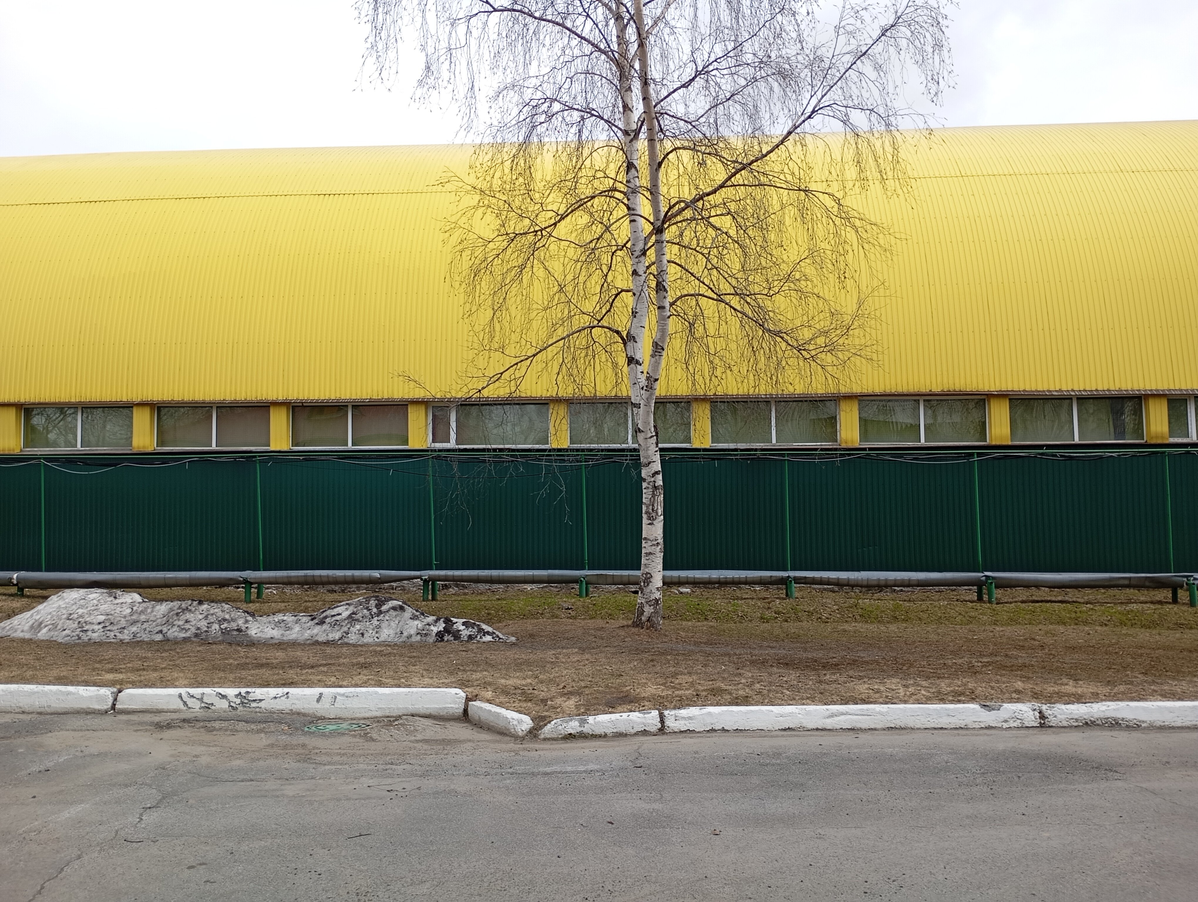 Фото Березка