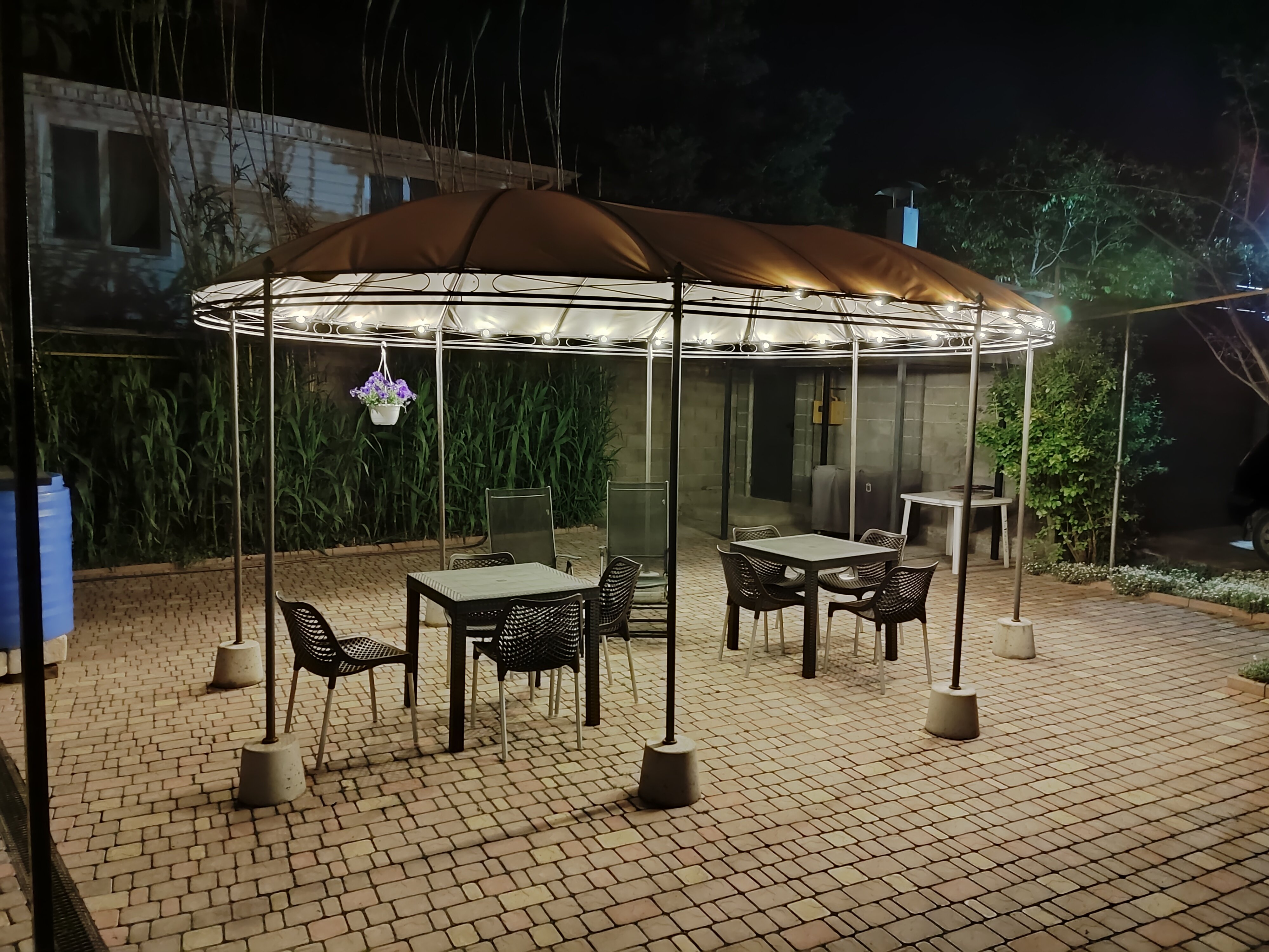 Фото Бамбук