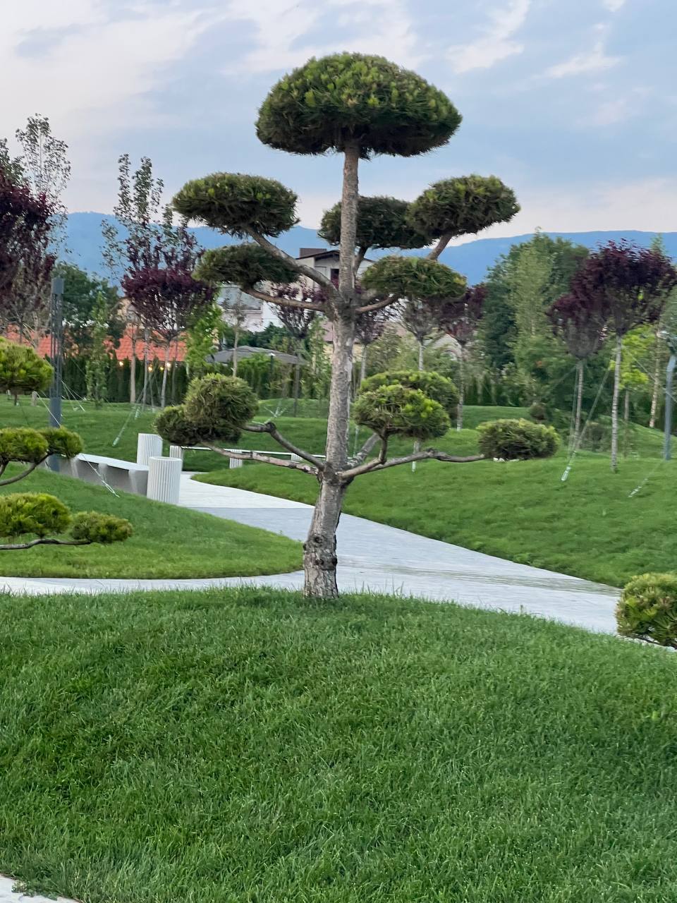 Фото Ахиллес