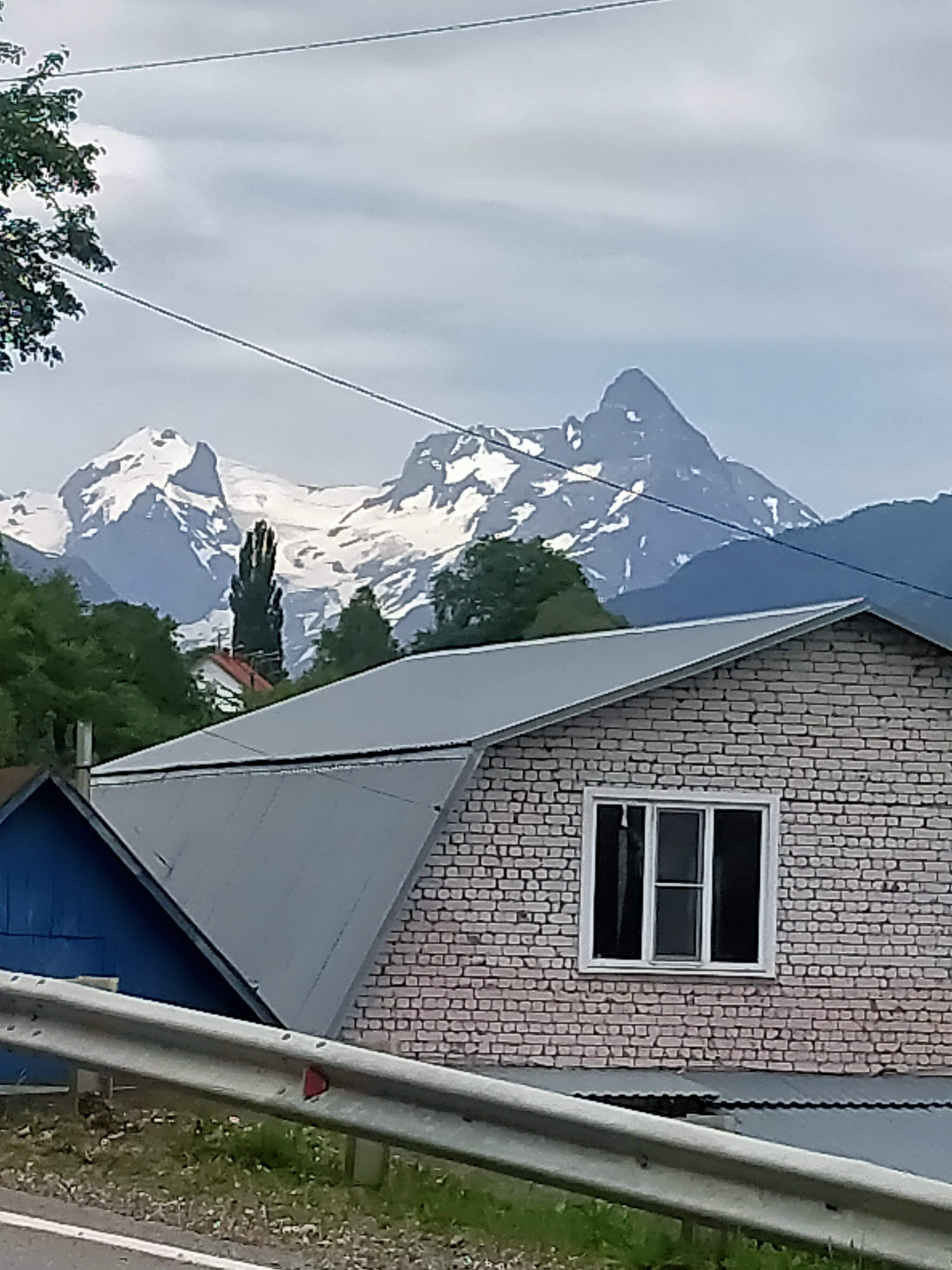 Фото Ягодный тис